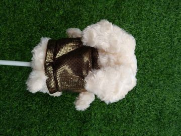 Couvre-chef de golf, couvre-chef de chien, couvre-chef d' animal, couvre-chef en peluche, couvre-chef de conducteur fournisseur